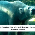 Rare Polar Bear Shot in Iceland After Scary Encounter with Local Resident