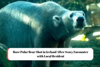 Rare Polar Bear Shot in Iceland After Scary Encounter with Local Resident